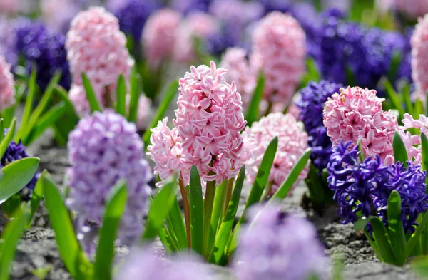 Grand lit de fleurs avec jacinthes colorées, spr de Pâques traditionnel — Photo