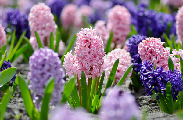 Large flower bed with colorful hyacinths, traditional Easter spr