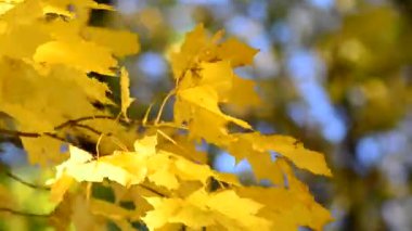 Parlak akçaağaç yaprakları bir sonbahar parkında rüzgarda sallanıyor. Sonbahar Renkleri Videosu