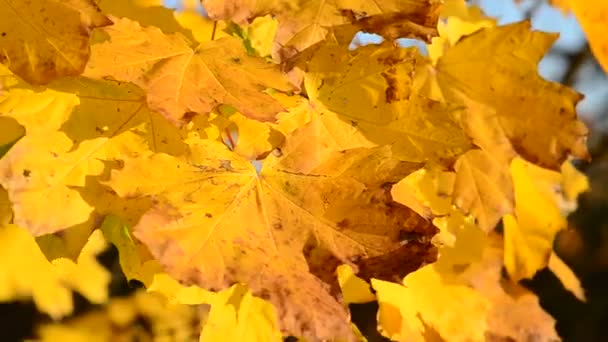 Φωτεινά Φύλλα Σφενδάμου Κυριαρχούν Στον Άνεμο Ένα Φθινοπωρινό Πάρκο Φθινοπωρινά — Αρχείο Βίντεο