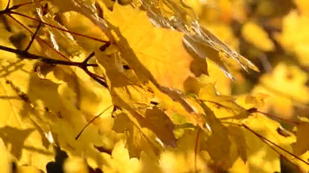 Φωτεινά Φύλλα Σφενδάμου Κυριαρχούν Στον Άνεμο Ένα Φθινοπωρινό Πάρκο Φθινοπωρινά — Αρχείο Βίντεο