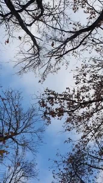 Чорні Корони Дерев Тлі Блакитного Неба Фото Вид Знизу Голі — стокове відео