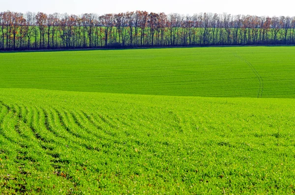 Zemědělská pole se zimní pšenicí, mladé zelené výhonky c — Stock fotografie