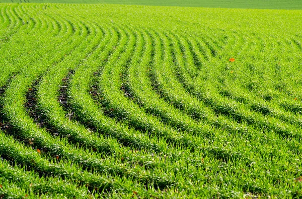 Campos agrícolas con trigo de invierno, brotes verdes jóvenes de una c —  Fotos de Stock