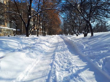 Ağaçlar karlı bir tepede gölgeler bırakır, kışın soğuk sabahında