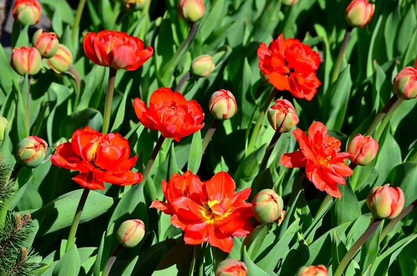 Belles Grandes Tulipes Rouges Fleurissant Dans Lit Fleurs Ville — Photo