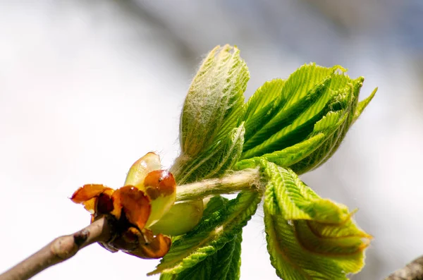 Open Leaves Chestnut Tree Early Spring Symbol Coming Spring Easter — Stock Photo, Image