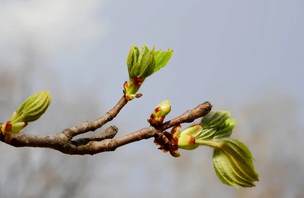 Open Leaves Chestnut Tree Early Spring Symbol Coming Spring Easter — Stock Photo, Image