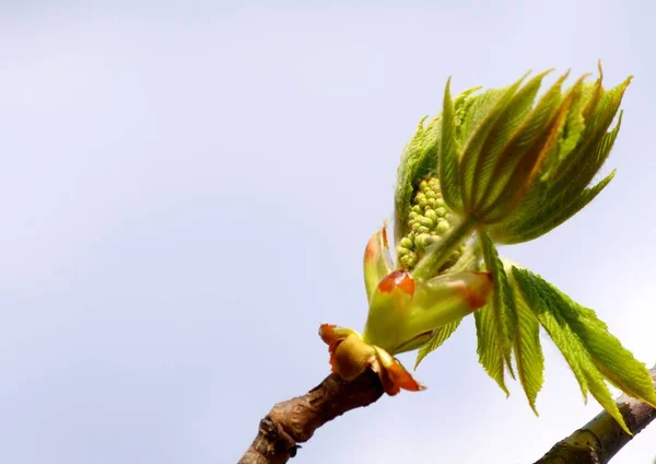 Open Leaves Chestnut Tree Early Spring Symbol Coming Spring Easter — Stock Photo, Image