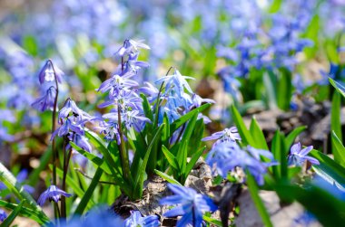 İlkbaharın başlarında narin mavi çiçekler scilla siberica, eriyip bahar konsepti, seçici yumuşak odak