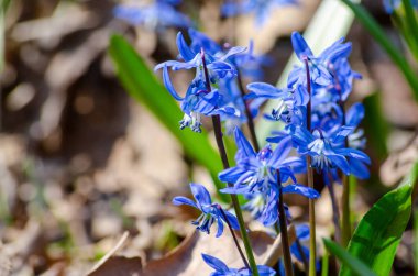 İlkbaharın başlarında narin mavi çiçekler scilla siberica, eriyip bahar konsepti, seçici yumuşak odak