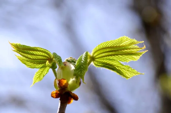 Open Leaves Chestnut Tree Early Spring Symbol Coming Spring Easter — Stock Photo, Image