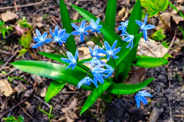 Delicate Blue Wild Flowers Scilla Siberica Early Spring Thaw Spring — Stock Photo, Image