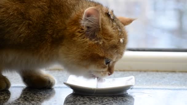 Lindo Gatito Británico Dorado Acaricia Leche Fresca Platillo — Vídeos de Stock