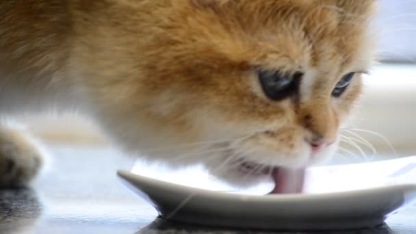 ソーサーから新鮮な牛乳を舐める英国の品種のかわいい黄金の子猫 猫の顔のクローズアップ — ストック動画