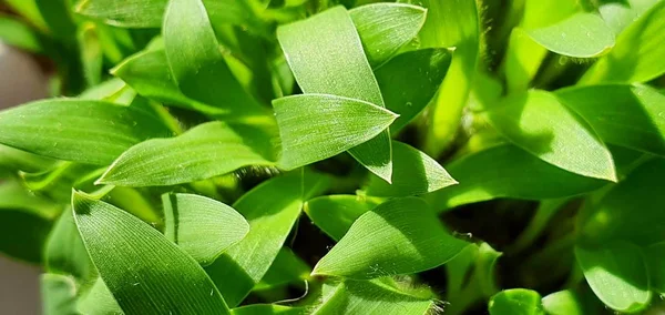 Fiatal Friss Zöld Búzacsírák Termesztése Mezőgazdasági Területen — Stock Fotó