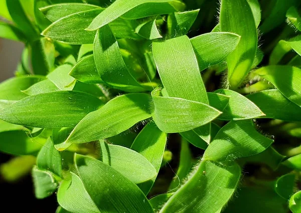 Fiatal Friss Zöld Búzacsírák Termesztése Mezőgazdasági Területen — Stock Fotó