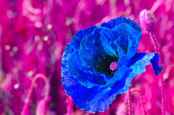 Blühender Mohn Mit Knospen Stilisiert Einer Modernen Trendfarbe Des Jahres — Stockfoto