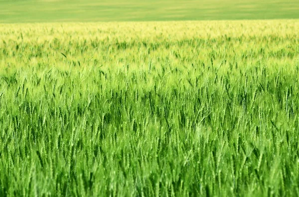 Zelené Uši Pšenice Žita Zblízka Zemědělském Poli Symbol Nové Plodiny — Stock fotografie