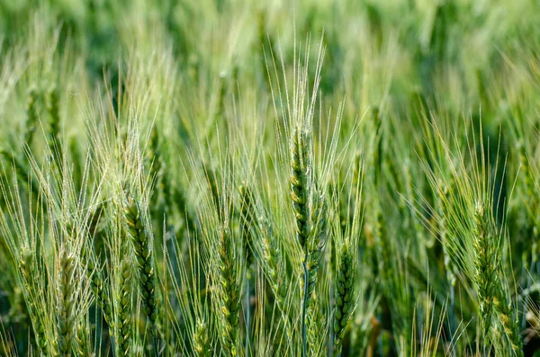 Zelené Uši Pšenice Žita Zblízka Zemědělském Poli Symbol Nové Plodiny — Stock fotografie
