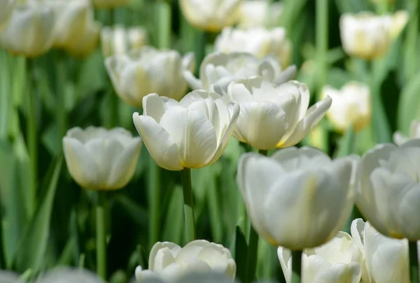 Club Lumineux Avec Des Tulipes Blanches Symbole Printemps Dégel — Photo