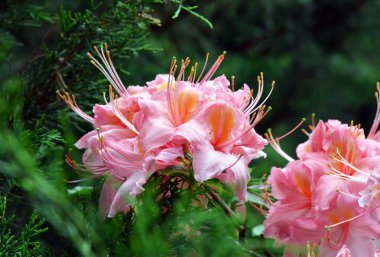 Güzel pembe rhododendron bir botanik bahçesinde çiçek açar. Çiçeklerin yakın plan, doğal çiçek arkaplanı üzerine hassas bir odak noktası vardır.