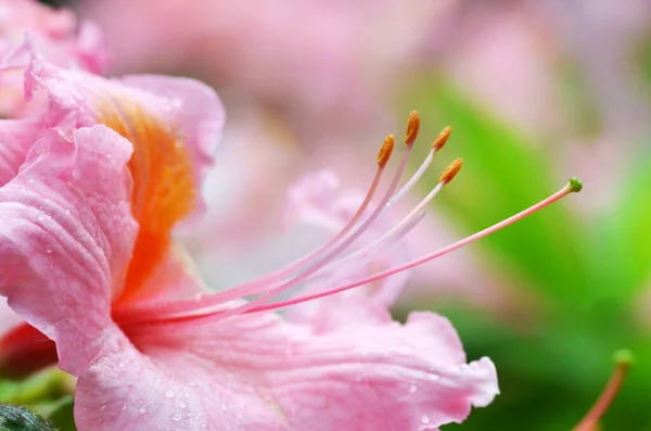 Красивый Розовый Рододендрон Расцветает Ботаническом Саду Деликатный Избирательный Акцент Цветочный — стоковое фото