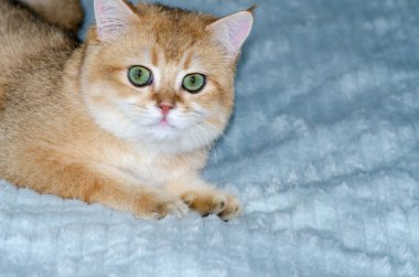 İngiliz altın renginde şirin bir kedi yavrusu mavi bir battaniyenin üzerinde yatıyor.