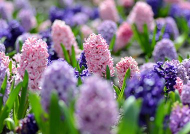 Geniş renkli sümbülleri olan büyük bir çiçek tarhı. Yakın plan, geleneksel Paskalya bahar çiçekleri, güzel bahar çiçekleri.