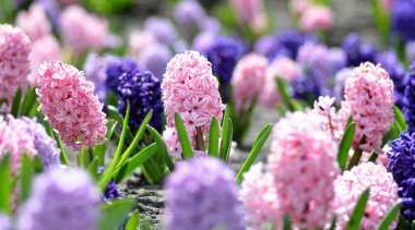 Geniş renkli sümbülleri olan büyük bir çiçek tarhı. Yakın plan, geleneksel Paskalya bahar çiçekleri, güzel bahar çiçekleri.