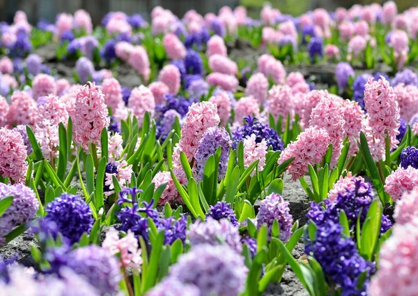 Grand Lit Fleurs Avec Grandes Jacinthes Multicolores Gros Plan Fleurs — Photo