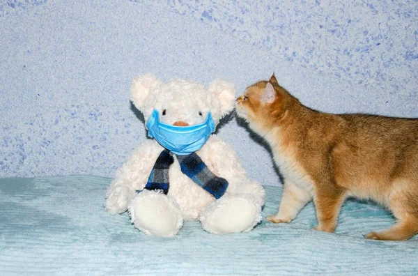 A teddy polar bear sitting on a blue background in a medical mask with a thermometer next to it is a British British red cat, the concept of viral diseases and the global epidemic