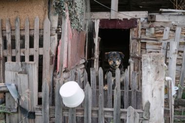 Rottweiler köy yapısı korur