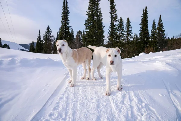 Alabai puppies (4 months) stand in the background of the forest — Stock Photo, Image