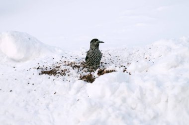 Fındıkkıran kuşu çam fıstığı arasında karda.