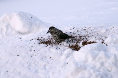 Fındıkkıran kuşu çam fıstığı kar üzerinde gagalar