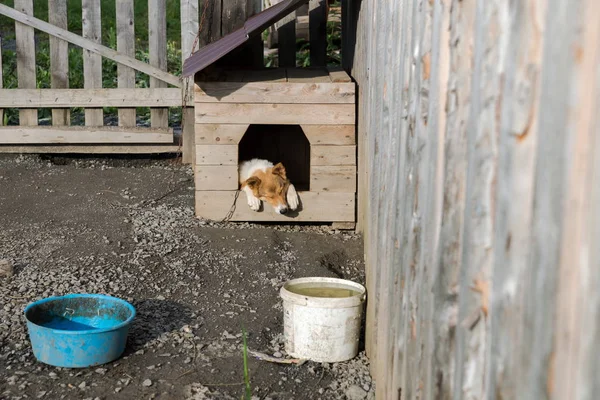 The dog sleeps in his kennel. — Stock Photo, Image