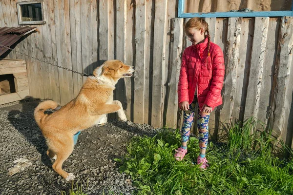 The girl is afraid of a red chain dog.