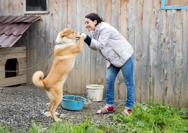 Bir kadın ile bir köpek bir ahşap kulübe arka plan üzerinde oynuyor.