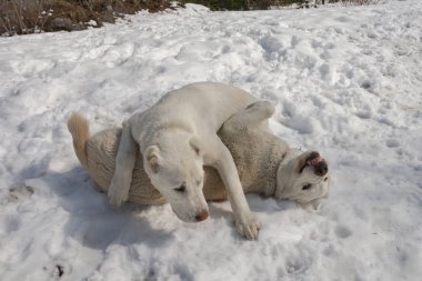 İki beyaz yavru karda oynayan.