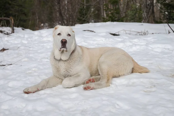Um cão branco na neve e olhando diretamente para o fundo da floresta de inverno . — Fotografia de Stock