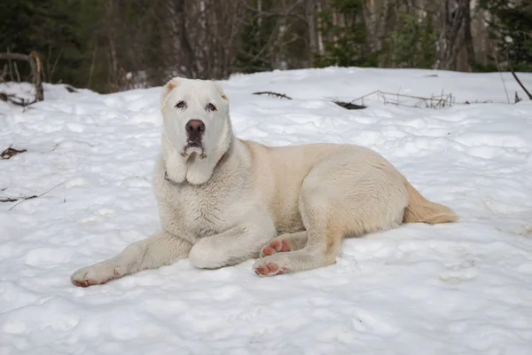 Beyaz bir köpek kar ve kış orman arka doğrudan arıyor.