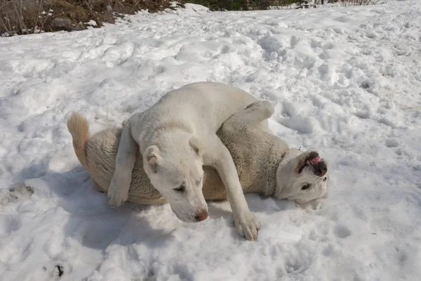 İki beyaz yavru karda oynayan.