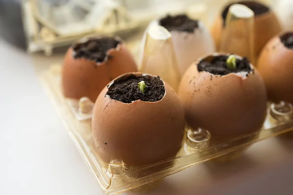 Brotes de pepino en la cáscara y recipientes de huevo en el alféizar de la ventana . — Foto de Stock