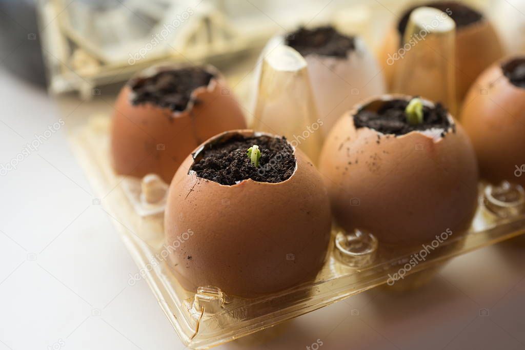 Cucumber sprouts in the shell and egg containers on the windowsill.