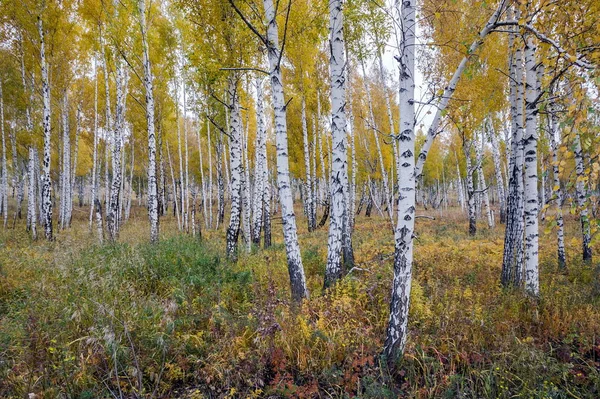 Altın sonbahar huş ağacı koru. — Stok fotoğraf