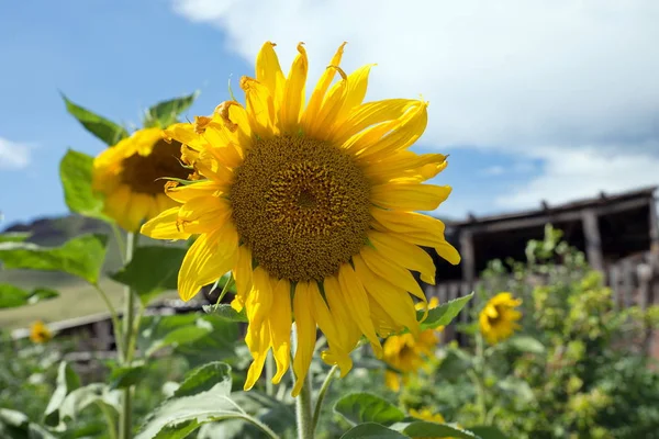 Sonnenblume gegen den Himmel im Garten. — Stockfoto