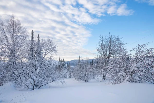 Paesaggio Invernale Con Alberi Sorbo Nella Neve Bel Cielo — Foto Stock