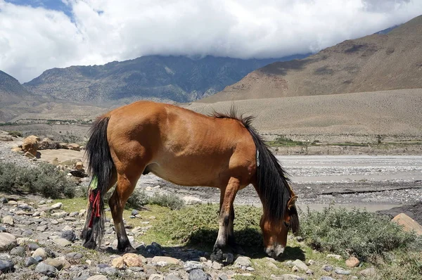 Ein Braunes Pferd Grast Flussufer Vor Der Kulisse Des Himalaya — Stockfoto