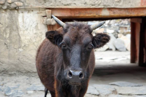 A domestic black cow stands on the gray background of the street. Upper Mustang, Nepal.